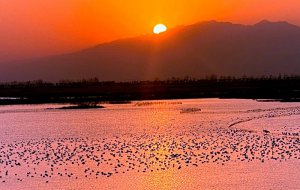 陕西大荔县黄河湿地：上万只越冬候鸟翩翩起舞