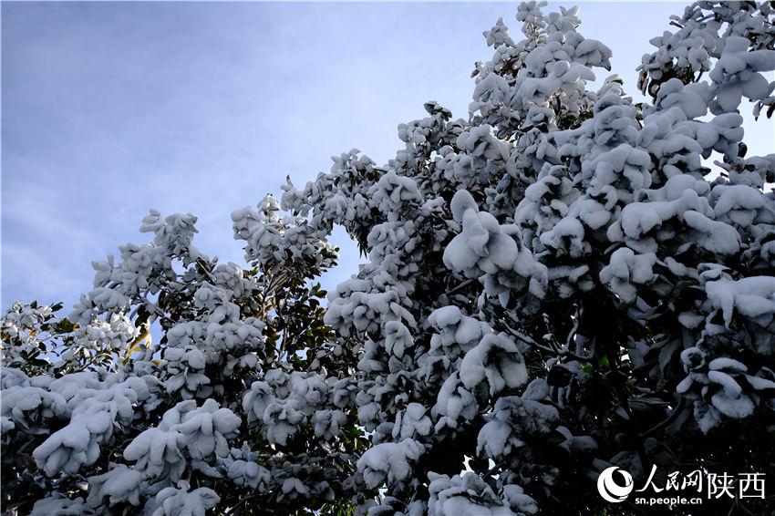 11月6日晚，古城西安迎来2021年第一场雪。吴超摄