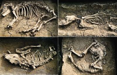 пԺרȡ2600ǰĹDNAϢ