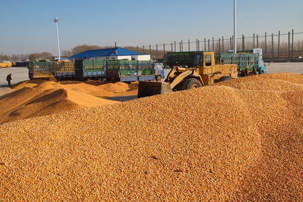 ��ǰ�ҹ���ʳ�����㡢�۸��ȶ���ũ������ӻԾ