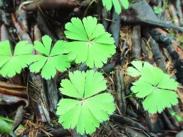 ̫ɽֶҶ ϵһص㱣ֲ