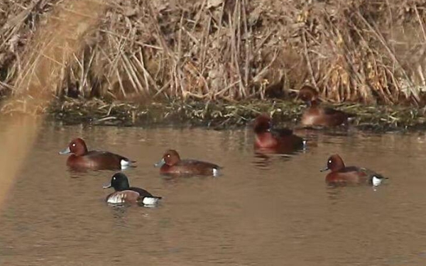 缫ȱΣͷǱѼ4 ȫ500ֻ