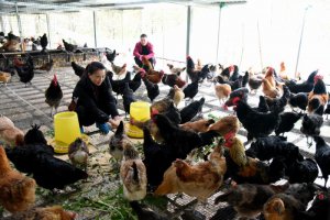 ��������ǿ��ë�Ӻ���1500��ֻ����������