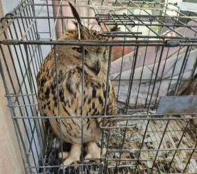 ��������֬�ع����������Ҷ�������������^