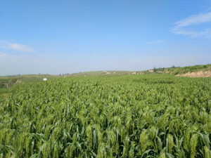 ӡũΪƷиΪֲע롰»ˮ