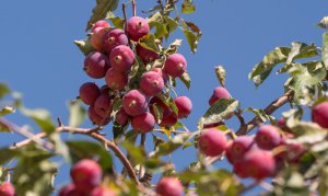 ָȣƽ峵ϡĺ̤ϡʰС