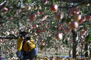 ƺӰح˴ɣ壺ԭСɽ ƻ֦ͷ